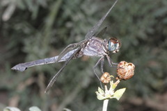 Cannaphila insularis