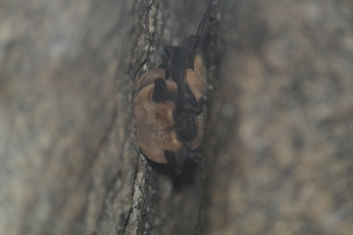 Egyptian Free-tailed Bat