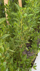 Magnoliopsida