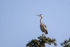 Ardea cinerea