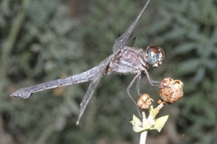 Cannaphila insularis