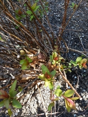 Spiraea tomentosa