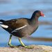 Common Moorhen - Photo (c) Alexis Lours, some rights reserved (CC BY), uploaded by Alexis Lours