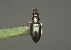 Salpingus planirostris