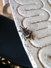 Odontoderes transversalis