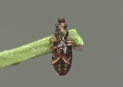 Salpingus planirostris