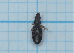 Salpingus planirostris