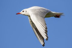 Chroicocephalus ridibundus