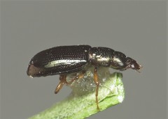 Salpingus planirostris