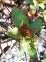 Spiraea tomentosa