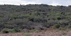 Aloe pluridens