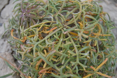 Lepidium turczaninowii