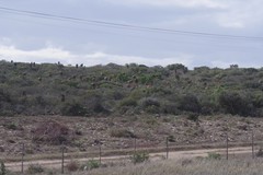 Aloe pluridens