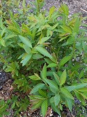 Spiraea tomentosa