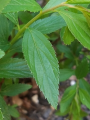 Spiraea tomentosa