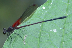 Hetaerina rosea