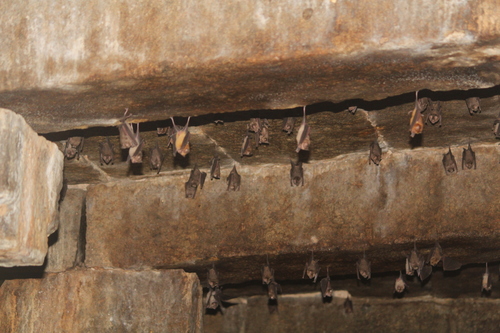 Schneider's Leaf-nosed Bat