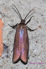 Urodidae