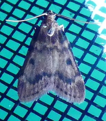 Aglossa costiferalis