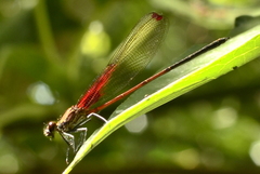 Hetaerina rosea