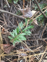 Proserpinaca pectinata