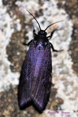 Urodidae