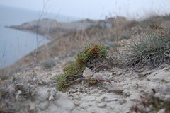 Lepidium turczaninowii