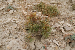 Lepidium turczaninowii