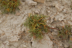 Lepidium turczaninowii