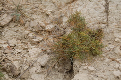 Lepidium turczaninowii