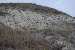 Lepidium turczaninowii