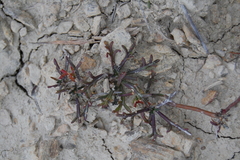 Lepidium turczaninowii
