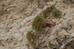Lepidium turczaninowii