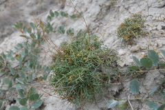 Lepidium turczaninowii