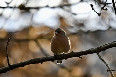 Fringilla coelebs