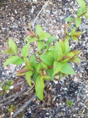 Spiraea tomentosa
