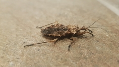 Centrocnemidinae