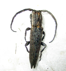 Aethiopia elongata