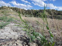 Conringia orientalis