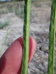 Conringia orientalis