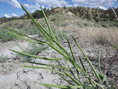 Conringia orientalis