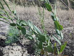 Conringia orientalis