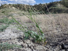 Conringia orientalis