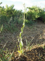 Conringia orientalis