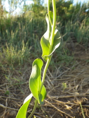 Conringia orientalis