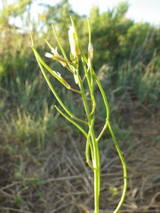 Conringia orientalis