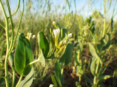 Conringia orientalis