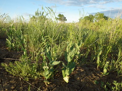 Conringia orientalis