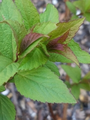 Spiraea tomentosa