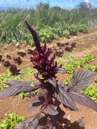 Amaranthus hybridus observed 2021-04-14